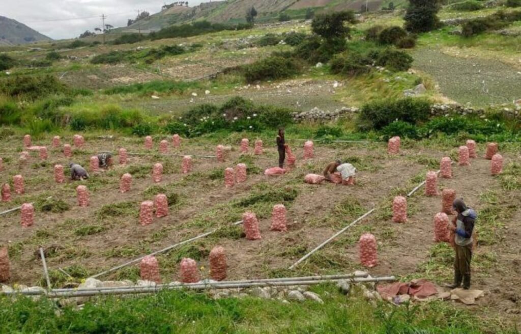 Al menos 10.000 productores afectados luego de lluvias en la región andina