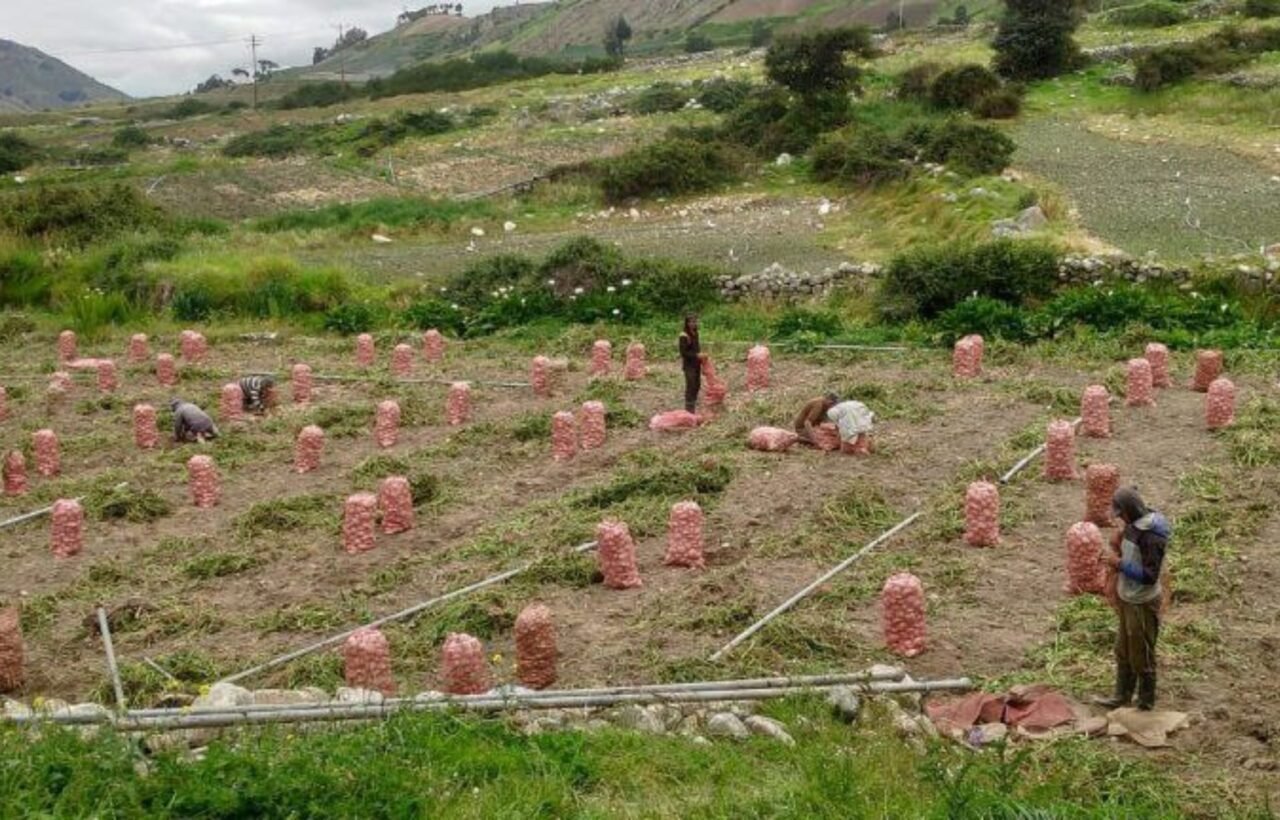 Al menos 10.000 productores afectados luego de lluvias en la región andina