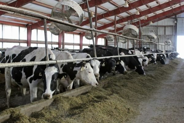 Ganaderos mantienen el precio de la carne a puerta de corral y consideran que se debe clasificar el ganado