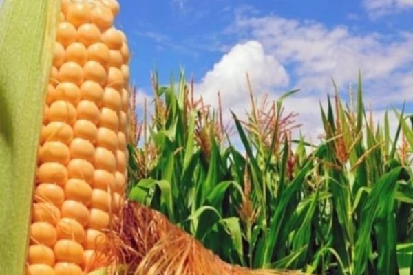 Lluvias afectaron al menos el 5% de la siembra de maíz en Portuguesa, indica Fedeagro