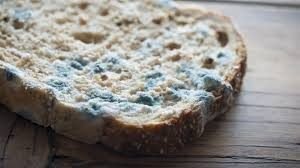 ¿Qué pasa si comí pan y tiene moho?