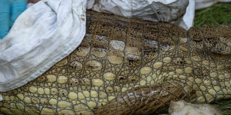 Ambientalistas rescatan a un cocodrilo con manchas de petróleo cerca del Lago de Maracaibo