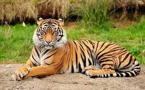 #29 de julio Día Internacional del Tigre
