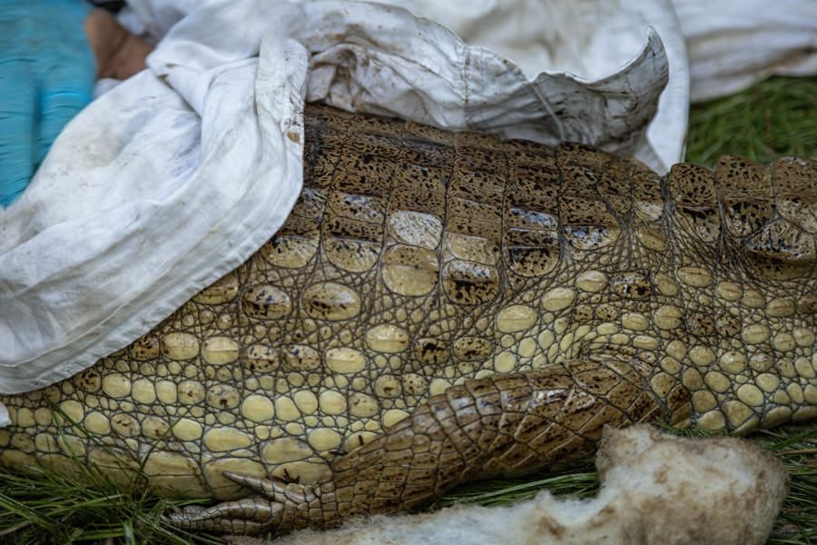 Ambientalistas rescatan a un cocodrilo con manchas de petróleo cerca del Lago de Maracaibo