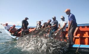 Cambio climático amenaza la producción de sardina en el estado Sucre