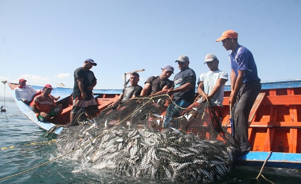 Cambio climático amenaza la producción de sardina en el estado Sucre