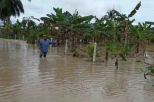 Cerca de 3000 hectáreas de plátano han resultado afectadas por inundaciones, reveló Fumplaven