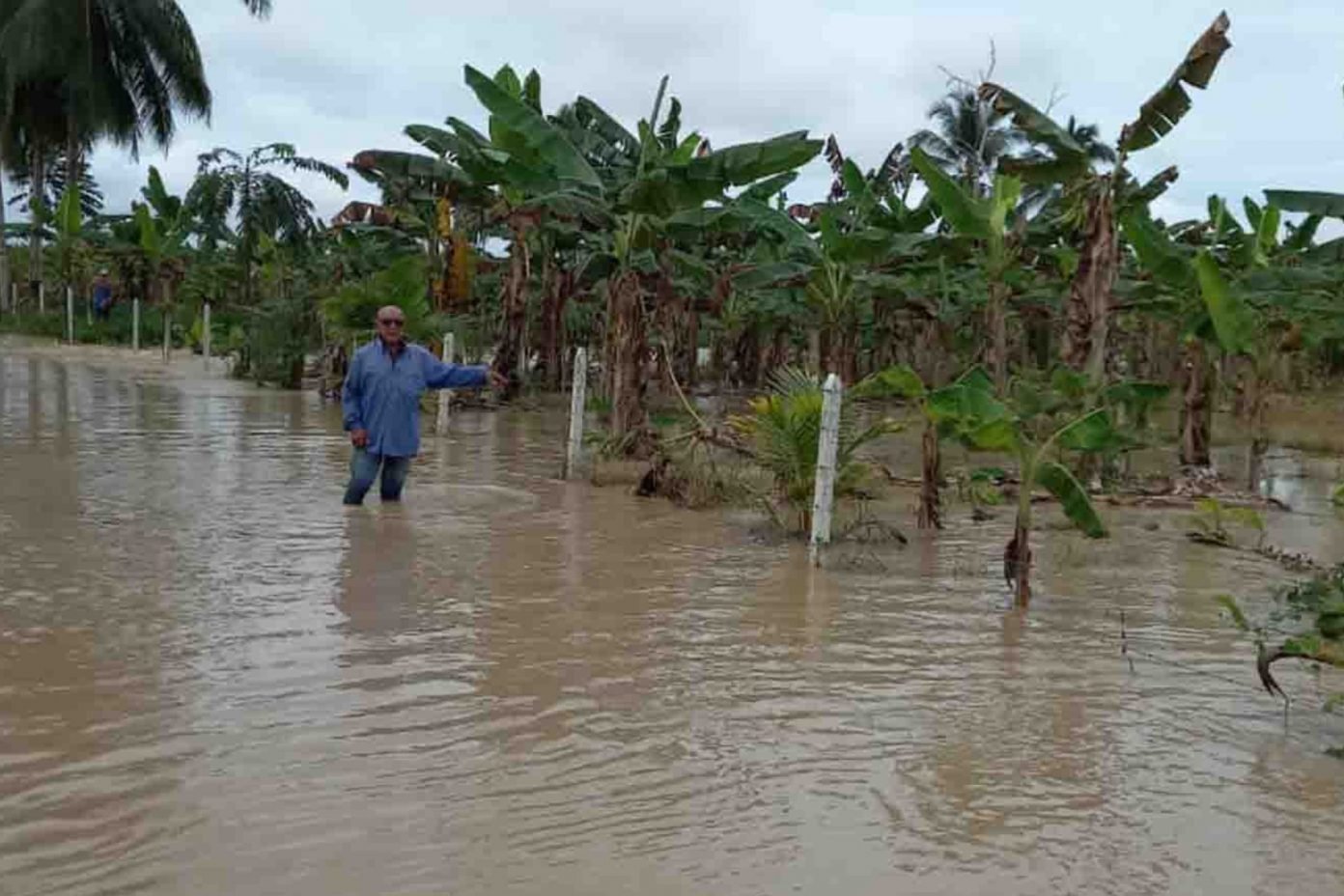 Cerca de 3000 hectáreas de plátano han resultado afectadas por inundaciones, reveló Fumplaven