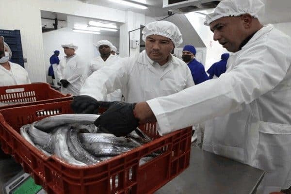 Exportan 24 toneladas de pescado desde el estado Miranda a China