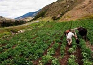 Lluvias causaron pérdida total de 150 hectáreas de tierras cultivables en región andina
