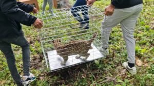 Pareja de cunaguaros fue liberada en una reserva ecológica del estado Portuguesa