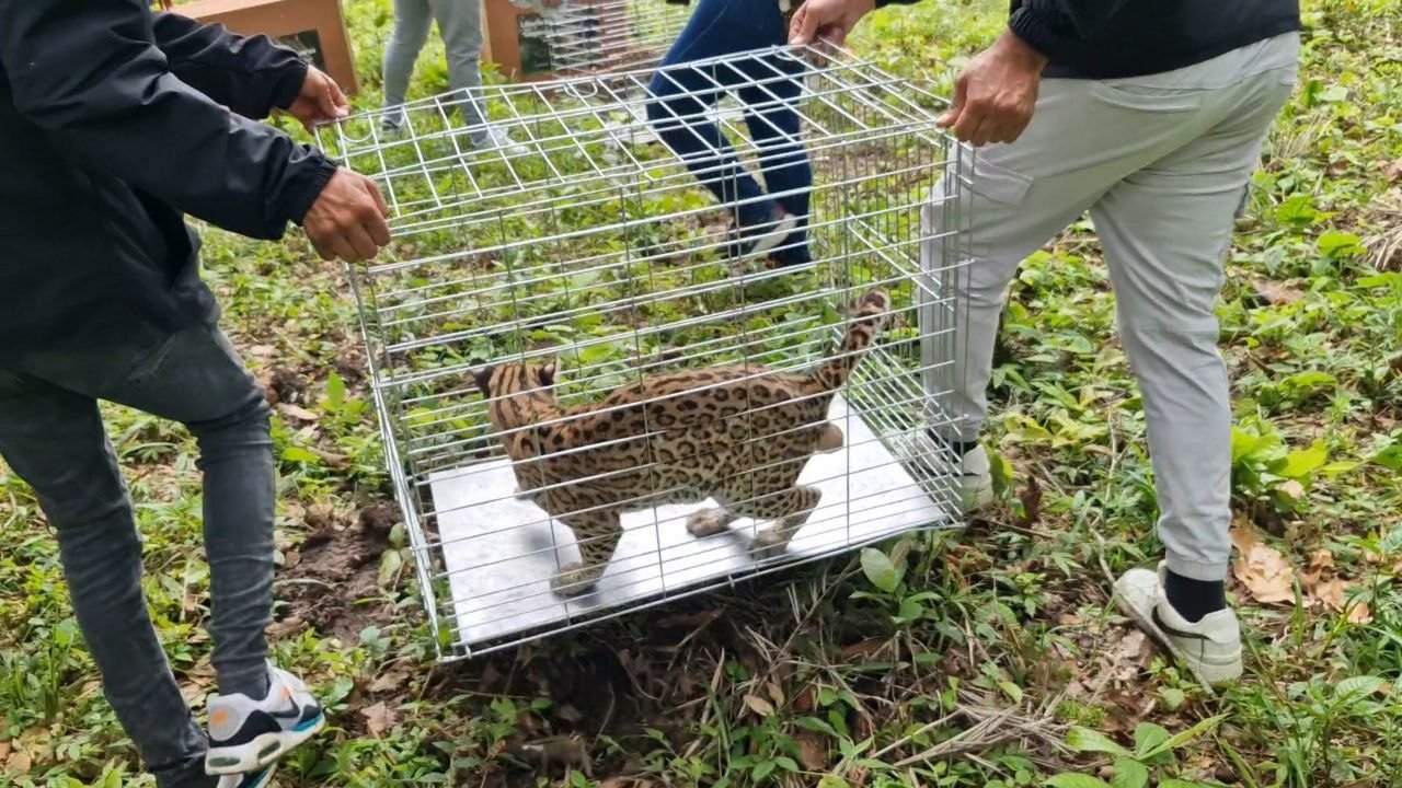 Pareja de cunaguaros fue liberada en una reserva ecológica del estado Portuguesa