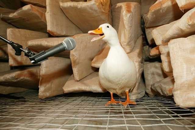 ¿El graznido de los patos no produce eco?
