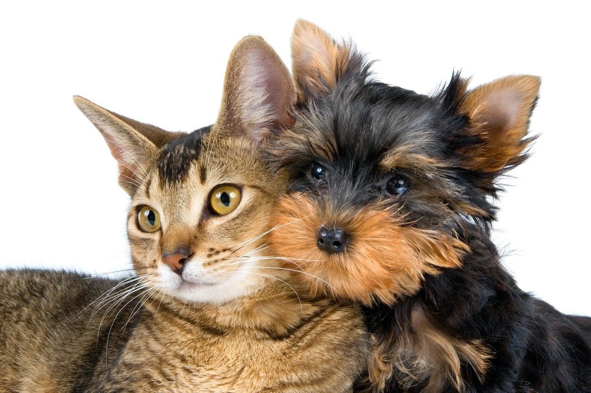¿Quiénes son más inteligentes, los perros o los gatos?