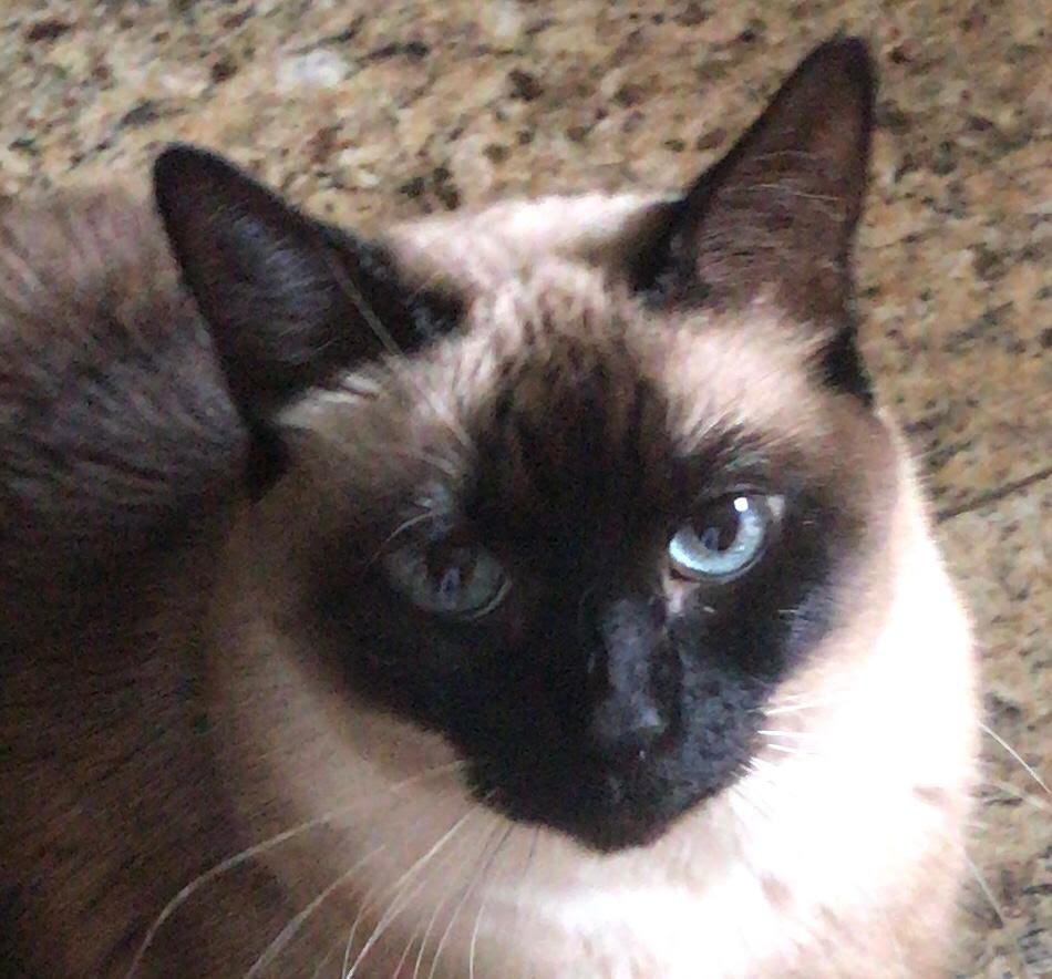 #8 de Agosto día Internacional del Gato