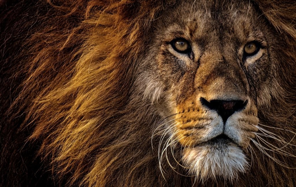 El 10 de agosto celebramos el día del Rey de la Selva: el León.