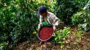 Empresarios de Trujillo buscan impulsar la caficultura para crear atractivo turístico