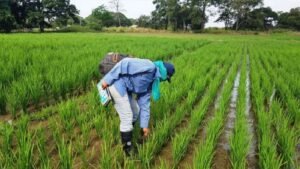 Lluvias destruyeron 300 toneladas de maíz y han impedido siembra de arroz en Portuguesa