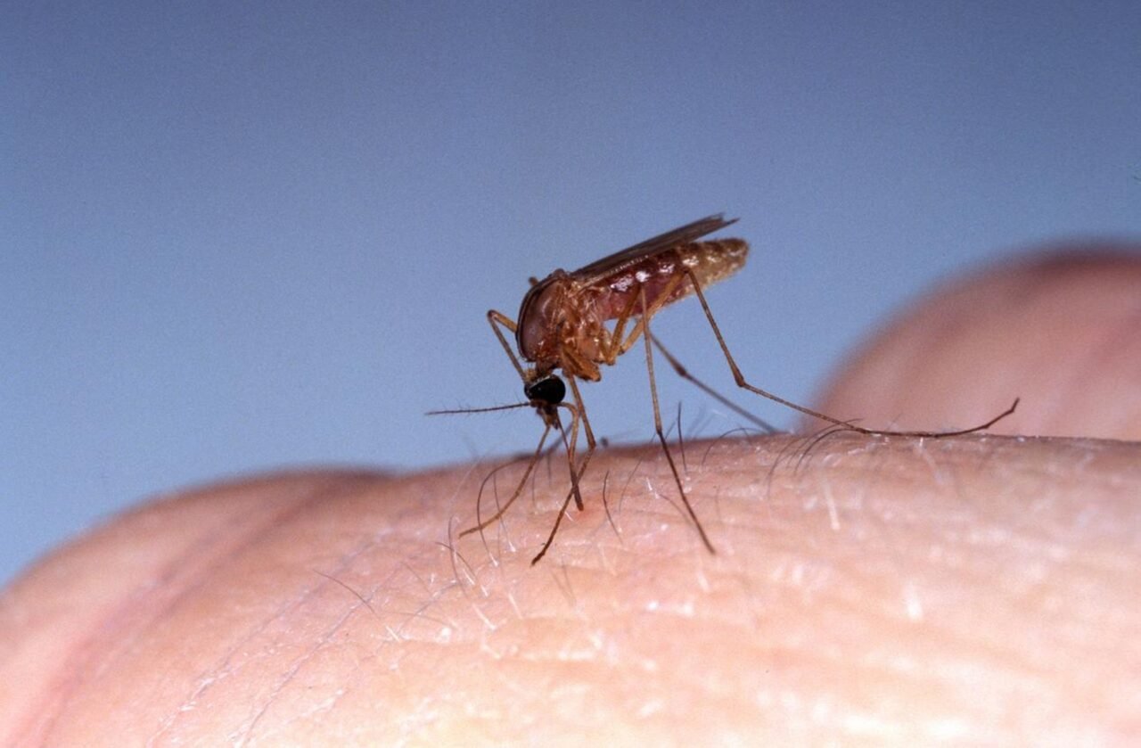 OPS alerta sobre el repunte de casos de fiebre de Oropouche: ¿Qué se sabe?