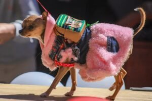 "Patitas con estilo", una pasarela canina contra el abandono de mascotas