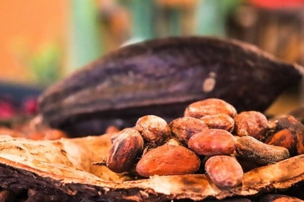 Producción de cacao en el país aumentó 10% en el primer semestre y el precio por kilo está entre 6 y 7 dólares