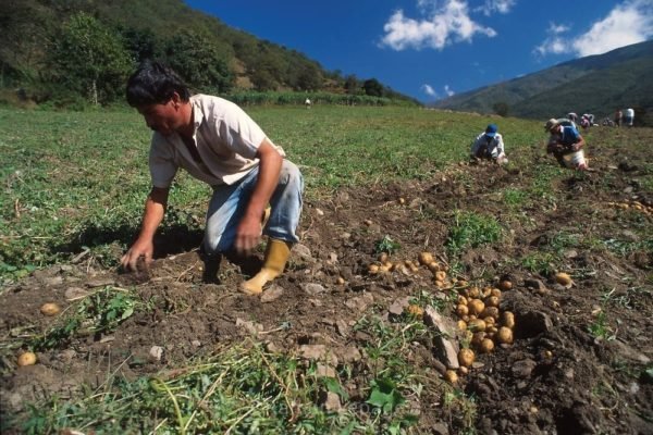 Producción de hortalizas en el país incrementó un 30% en los primeros 7 meses del año
