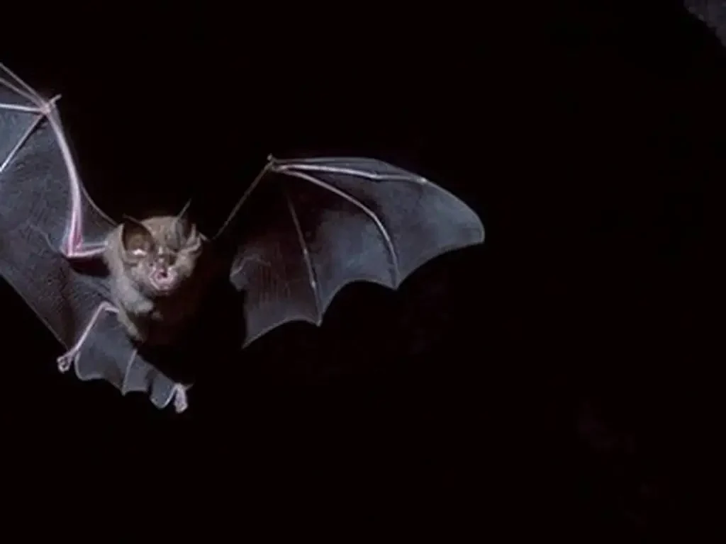 ¿Los murciélagos tienen fobia a la luz de la luna?
