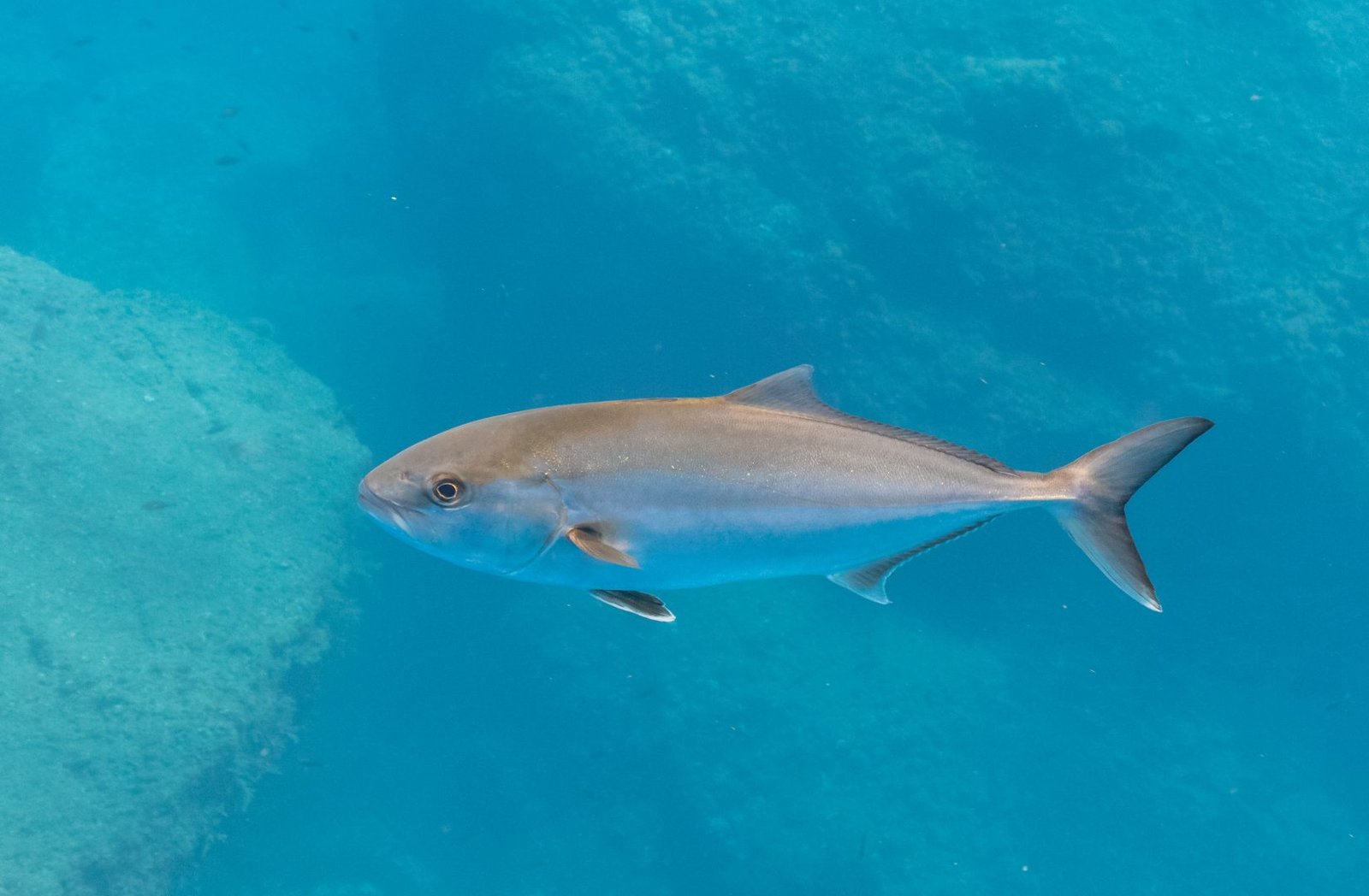¿Los peces sienten dolor?