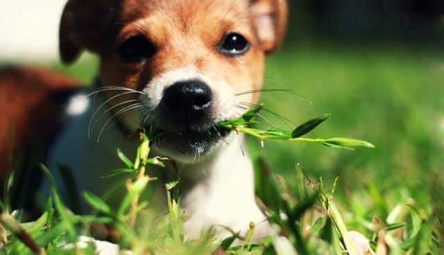 ¿Por qué tu perro come pasto?