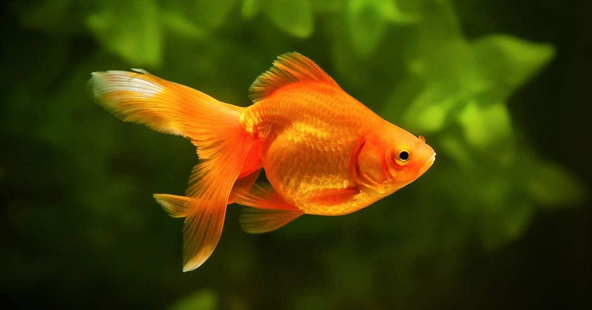¿cómo respiran los peces?